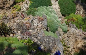 Cepicka Cushions with Sempervivum