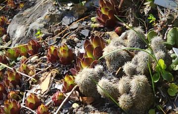 Cepicka Cactus and Sempervivum