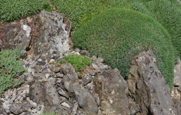 Cepicka Cushions with Rock