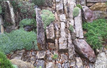 Brejnik Crevice Garden Section