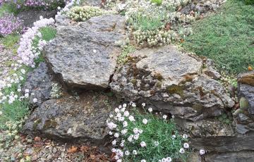 Brejnik Crevice Garden Section in Flower