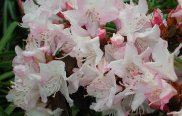 Rhododendron 'Ginny Gee'