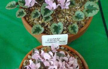 Cyclamen mirabile on the show table of an SRGC show.