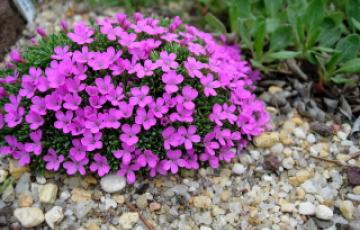 Dianthus myrtinervis ssp caespitosus, photo by Mike Slater