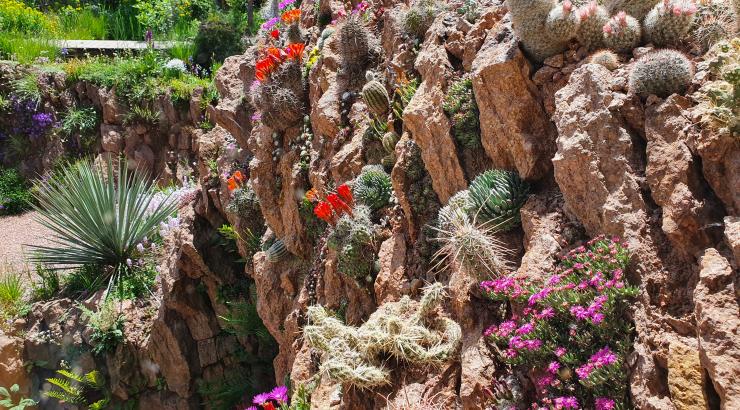 The vertical crevice garden with Ruschia pulvinaris in the foreground.