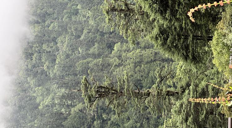 Abies spectabilis forest