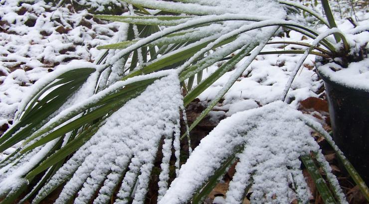 Trachycarpus nanus fronds covered with snow