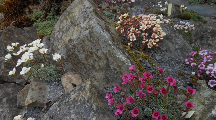 A variety of saxifrages in bloom
