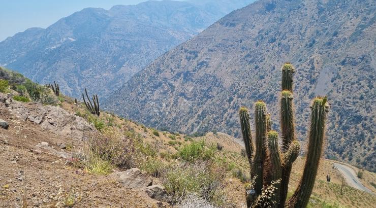 Mountain views with Trichocereus chiloensis