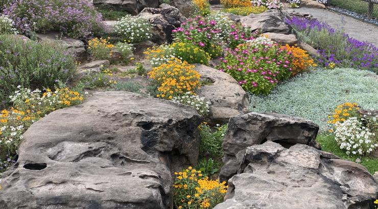 The rock garden in full summer bloom