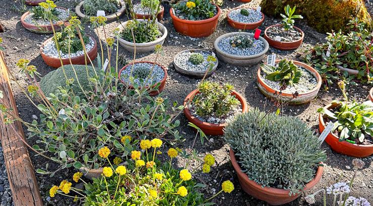 Various plants in the plunge bed in the alpine frame.