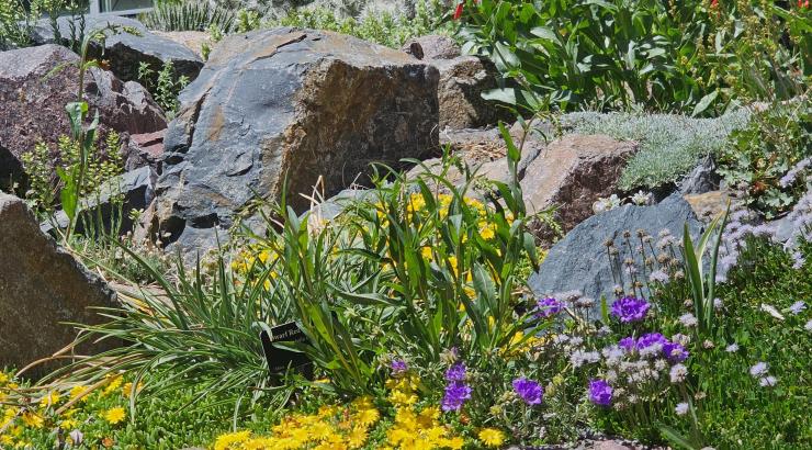 Mid-June is peak bloom time in the Crevice Garden.  From top to bottom: Penstemon eatonii, Delosperma nubigenum,  Campanula spp., and Delosperma cooperi.