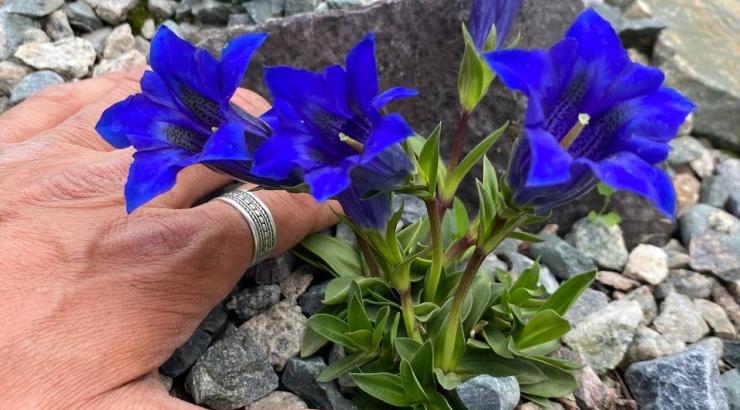 Gentiana acaulis         