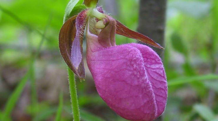 Pink lady’s-slipper (Cypripedium acaule) can grow in surprisingly dry, infertile sites in the pine barrens.