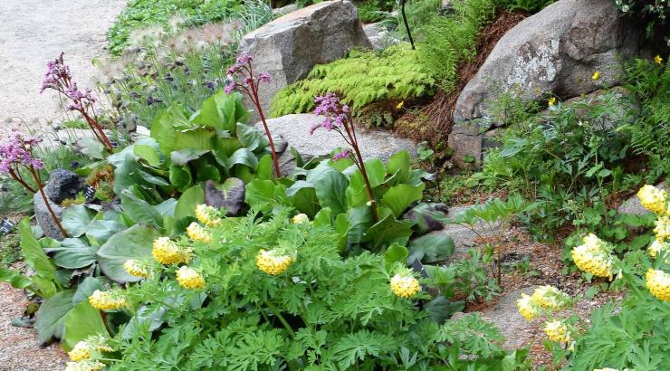 Corydalis nobilis