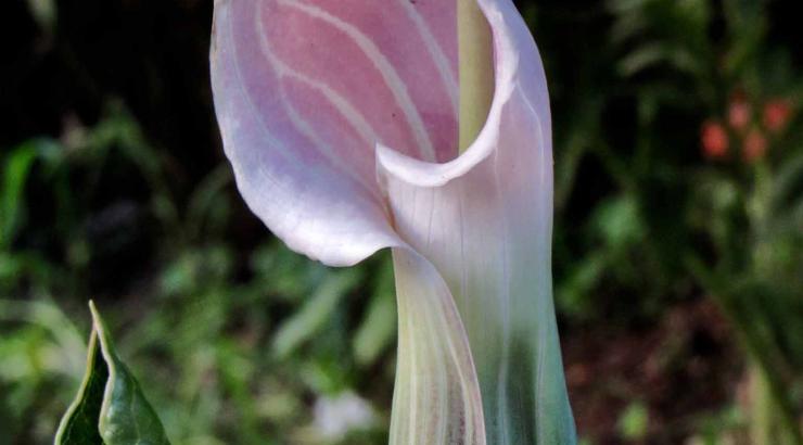 Arisaema candidissimum is sweetly scented to some noses.