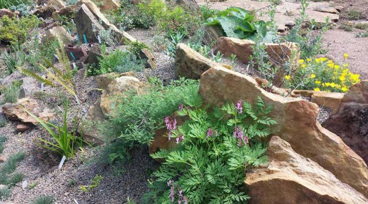 Peckerwood’s first rock garden, featuring Dicentra eximia ‘Dolly Sods’ in the foreground