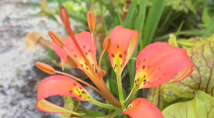 Lilium catesbaei