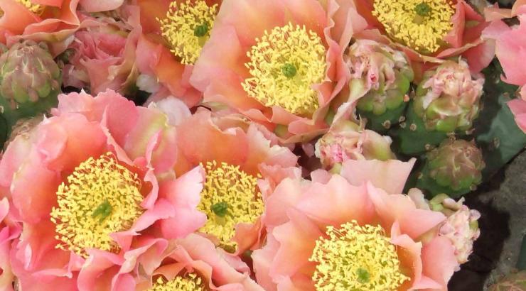 Opuntia Walk in Beauty ‘Apricot Glory’
