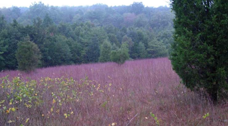A serpentine savanna at New Texas Serpentine Barrens in Lancaster County, Pennsylvania with eastern red cedar (Juniperus virginiana) and little bluestem grass (Schizachyrium scoparium).