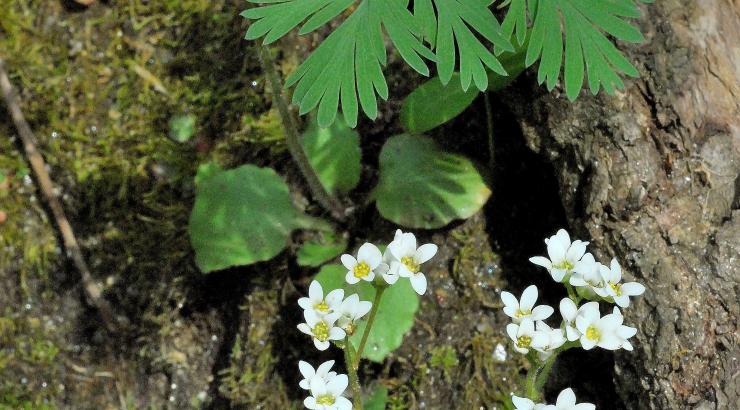 Saxifraga virginiensis at Shenk’s Ferry