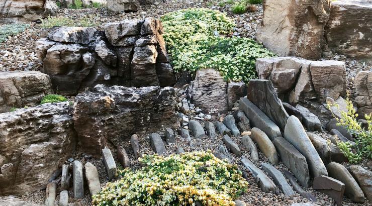 Teucrium montanum growing in a crevice bed.