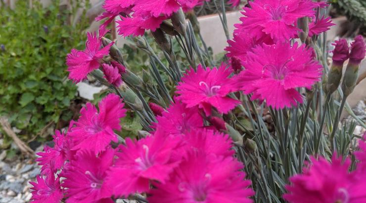 Dianthus ‘Red Penny’