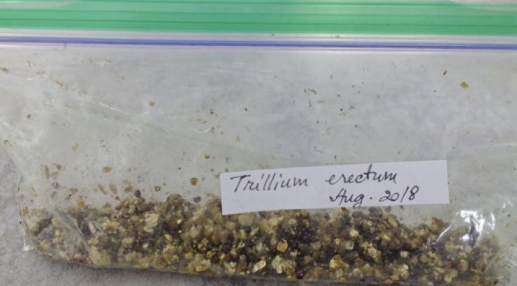 Seed moist-packed in vermiculite. Photo by Gabriela Costea