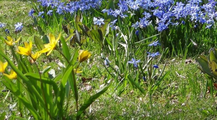 A bulb lawn in bloom